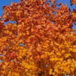 Wundervoller November